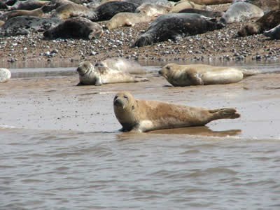 Blakeney Point Seals © Rob Shephard 2008