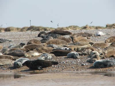 Blakeney Point Seals - © Rob Shephard 2008