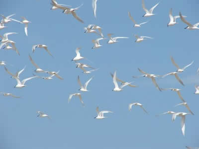 Gulls at Blakeney Point © Rob Shephard 2008