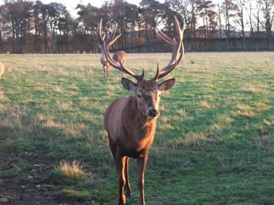 Scottish Deer Centre, Fife (c) Rob Shephard 2007