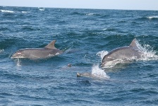 Moray Firth Dolphins LovetoEscape pd