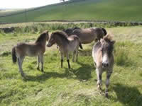 Exmoor Ponies - Photo by Neil Anderson