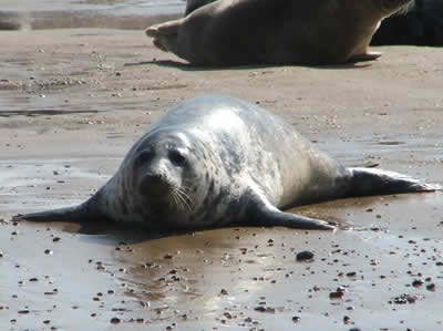 Seal at Blakeney Point © Rob Shephard 2008
