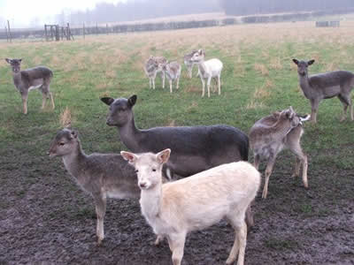 Scottish Deer Centre - (c) Rob Shephard 2007