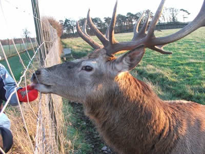 Scottish Deer Centre - (c) Rob Shephard 2007