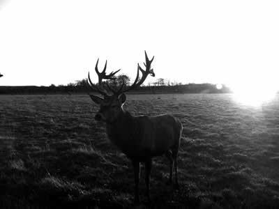 Scottish Deer Centre - (c) Rob Shephard 2007