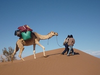 Camel in the Morroccan Sahara Photo © Rob Shephard 2010