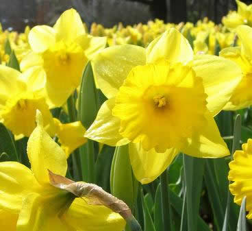 Daffodils