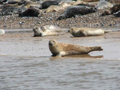 Blakeney Point Seals