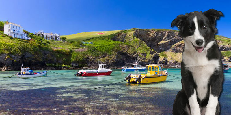 Dog and Pet Friendly Holidays in Cornwall