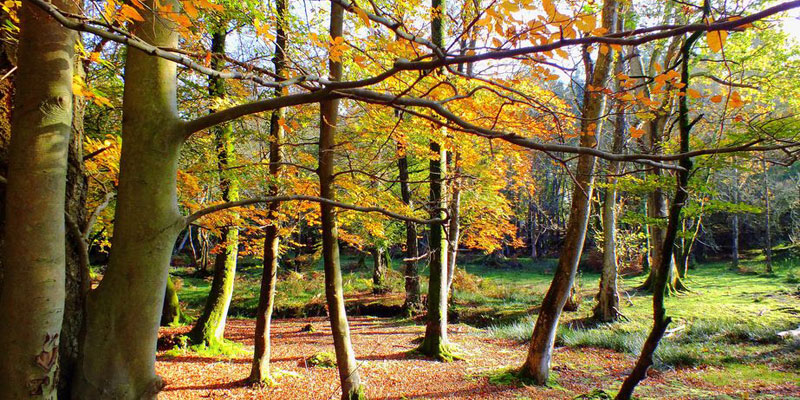 The New Forest The New Forest