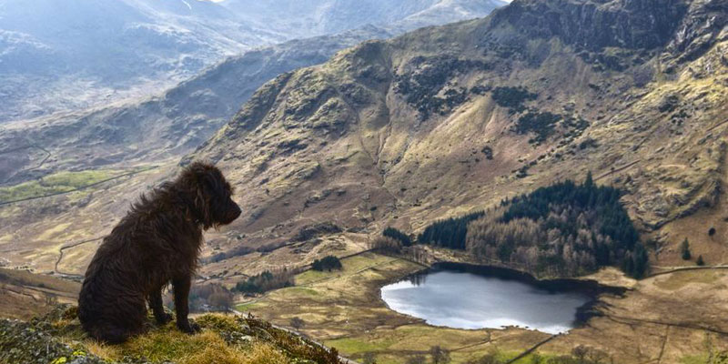 Pet and Dog Friendly Holidays in the Lake District