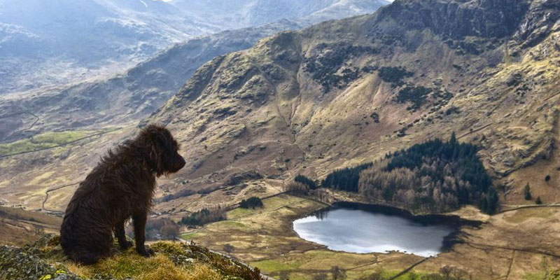 lake district lodges with dogs