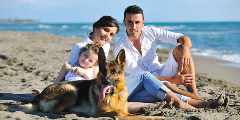 dog friendly holidays near beach