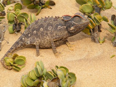 Tour and Trip in Swakopmund, Namibia Tour and Trip in Erongo Region, Namibia