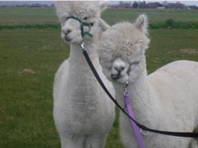 Child Friendly Attraction in Burmarsh, England Child Friendly Attraction in Kent, England