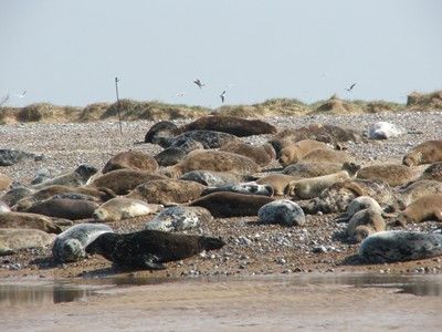 Tour and Trip in Morston, England Tour and Trip in Norfolk, England
