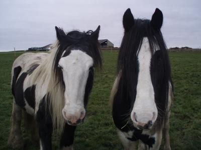 Horse Riding in Barnsley, England Horse Riding in South Yorkshire, England