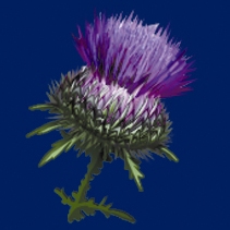 Visitor Centre or Museum in Crieff, Scotland Visitor Centre or Museum in Perth and Kinross, Scotland