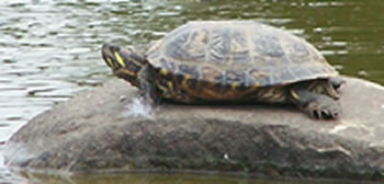 Zoo, Animal Centre or Park in Comrie, Scotland Zoo, Animal Centre or Park in Perth and Kinross, Scotland