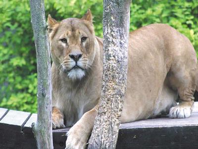 Zoo, Animal Centre or Park in Newquay, England Zoo, Animal Centre or Park in Cornwall, England