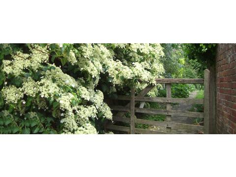 Garden Cottage Self Catering Holiday Cottage In Petworth West Sussex