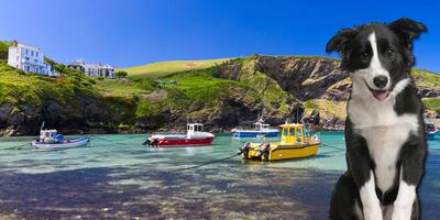 Dog Friendly Cottages Cornwall