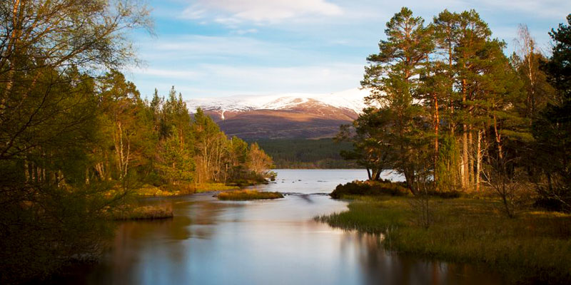 Pet Dog Friendly Holiday Cottages In Cairngorms National Park Scotl